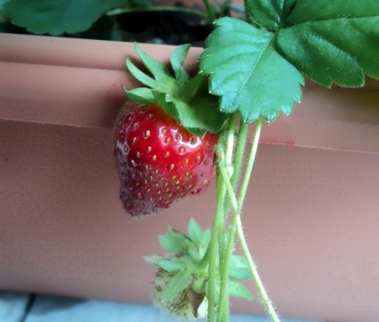 Cultivarea căpșunilor pe balcon pe tot parcursul anului din semințe și răsaduri - sfaturi (fotografii și videoclipuri)