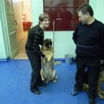 Expoziție de câini, raport video - stadionul central al sindicatelor, orașul Murmansk, regiunea Murmansk -