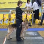 Expoziție de câini, raport video - stadionul central al sindicatelor, orașul Murmansk, regiunea Murmansk -