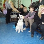 Expoziție de câini, raport video - stadionul central al sindicatelor, orașul Murmansk, regiunea Murmansk -