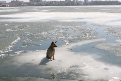 În parcul din Moscova, un bărbat a încercat să-și ardă câinele în viață