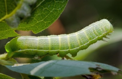 Pest de piper în lupta și tratamentul cu efect de seră, foto