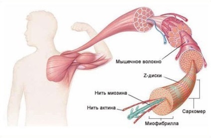 Timpul de recuperare a mușchilor scheletici după exercițiu