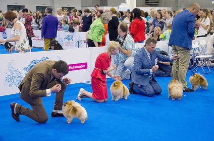 Expoziția mondială de câini de la Moscova