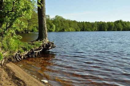 Totul despre lacul goraldai (regiunea Leningrad) alege un loc pentru pescuit și recreere