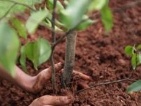 Trucurile de arbori de toamnă și arbori din grădină, un grădinar (gospodărie)