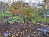 Trucurile de arbori de toamnă și arbori din grădină, un grădinar (gospodărie)