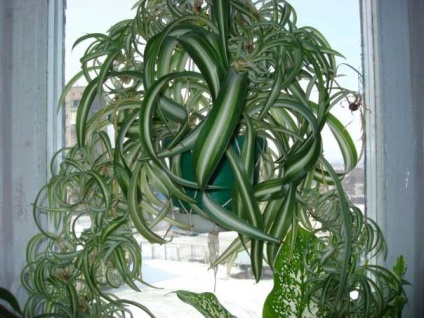 качулато Chlorophytum