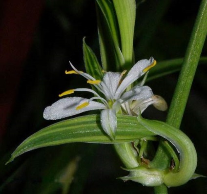 Chlorophytum crested