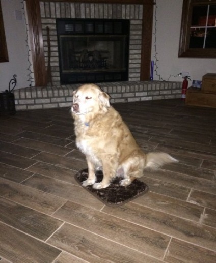 Amanta a făcut o greșeală cu mărimea covorului pentru câinele ei