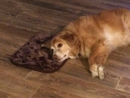 Amanta a făcut o greșeală cu mărimea covorului pentru câinele ei