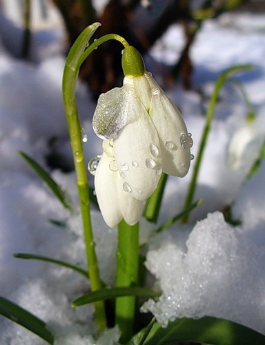 Eu ca un snowdrop fac drumul meu (valery Pavlenko)