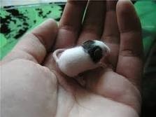 Șoareci japonezi
