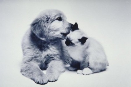 Imagini amuzante ale câinilor și pisicilor de prietenie