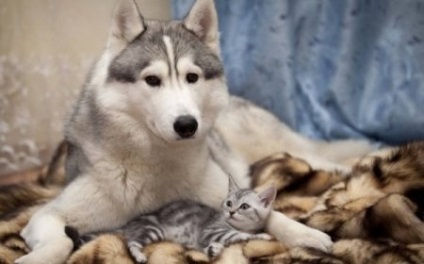 Imagini amuzante ale câinilor și pisicilor de prietenie