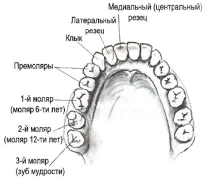 Miért távolítják el a fogakat az orthodontikus kezelés során?