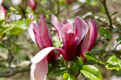 Mysterious Magnolia