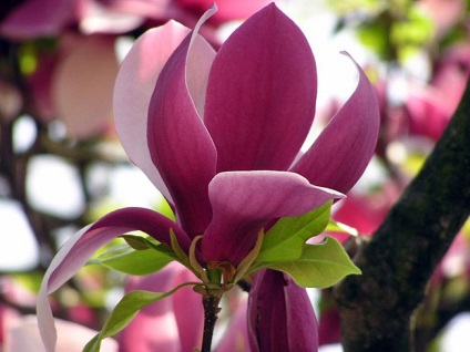 Mysterious Magnolia