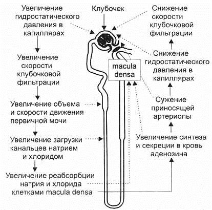 Întunecarea în rinichi pe radiografia pe care se poate afla