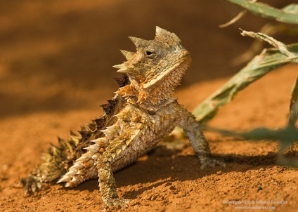 Șopârla porcupină (phrynosoma asio) - exolife, totul despre reptile