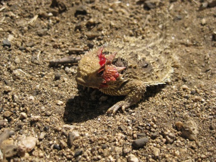 Șopârla porcupină (phrynosoma asio) - exolife, totul despre reptile