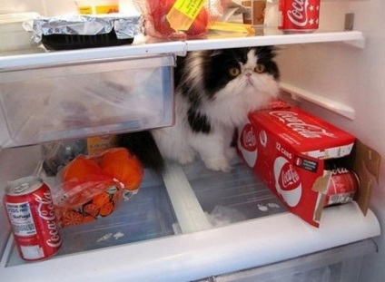 Aș vrea să pot intra în frigider cu pisica