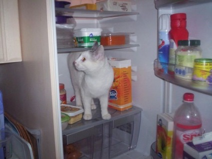 Aș vrea să pot intra în frigider cu pisica