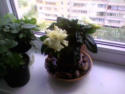 Iarbă de gardenie în formă de iasomie acasă