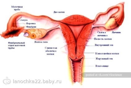 10 Fapte despre organele feminine), organele feminine din interior