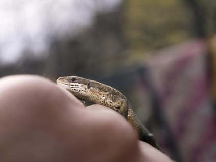 10 Mituri despre reptile, articole