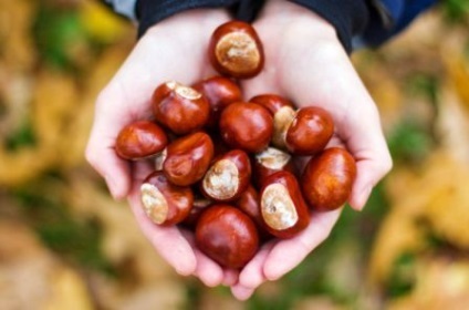 10 moduri de a folosi castane utile în apropiere