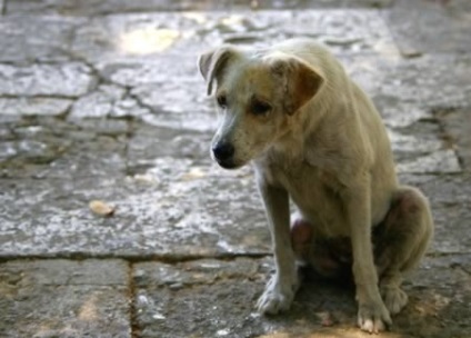 10 Povești legate de loialitatea câinelui