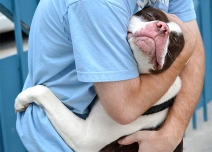 25 Képek megérintése a kutyák és a tulajdonosok karjaival