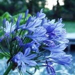 Agapanthus sau crin african