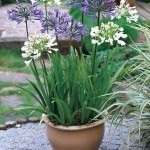 Agapanthus sau crin african