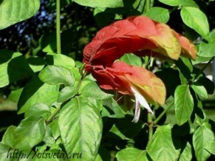 Acanthus semne distinctive și baze de îngrijire