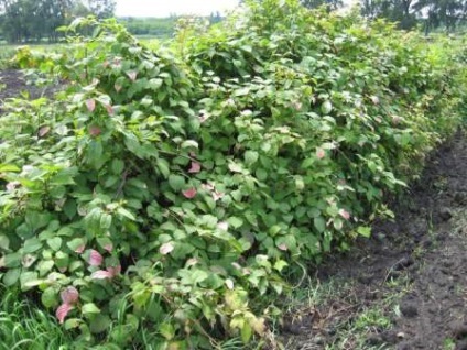 Actinidia colomicta - plantare și îngrijire