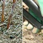 Actinidia colomicta - plantare și îngrijire