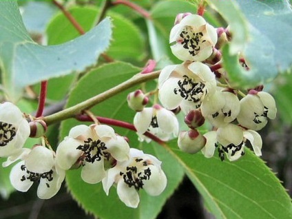 Actinidia colomicta - plantare și îngrijire