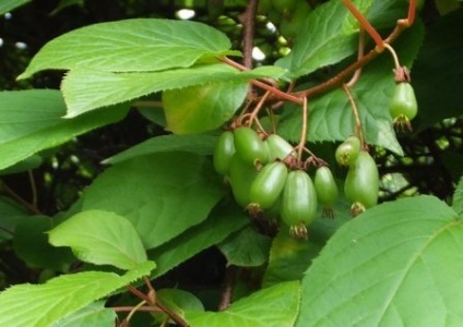 Actinidia colomicta - plantare și îngrijire