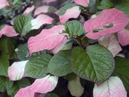 Actinidia colomicta - plantare și îngrijire