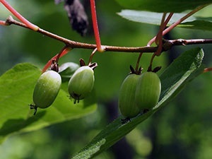 Actinidia colomicta - plantare și îngrijire