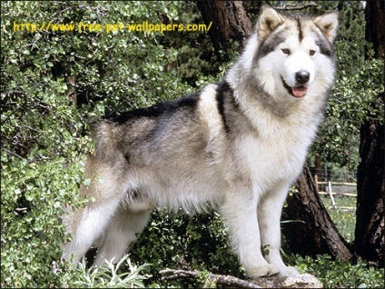 Alaskan Malamute istorie a rasei Malamute, temperament temperament auriu graba Alaska ham