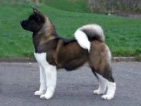 American Akita - fotografia câinelui, descrierea rasei, natura