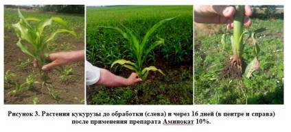 Aminoacizi în lupta împotriva stresului în plante