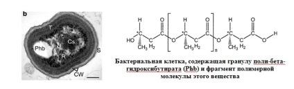 Амінокислоти в боротьбі зі стресом у рослин