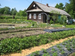 Grădina de bucătărie Aptekarsky