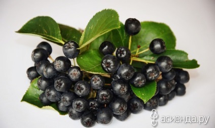 Aronia modurile de reproducere a chokeberry