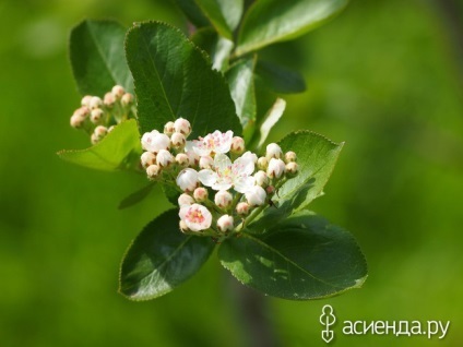 Aronia modurile de reproducere a chokeberry