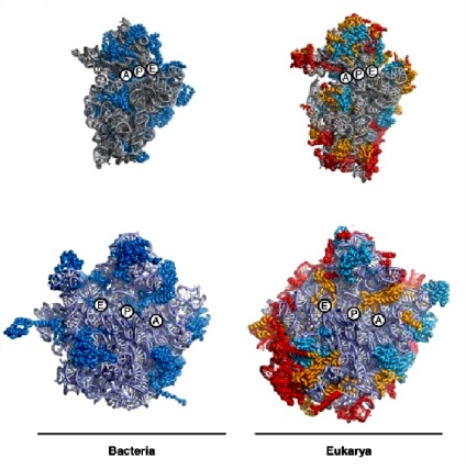 Bacteriile pot, de asemenea, să înceapă sinteza proteinelor pe ires